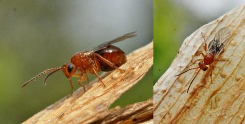 Biorhiza pallida